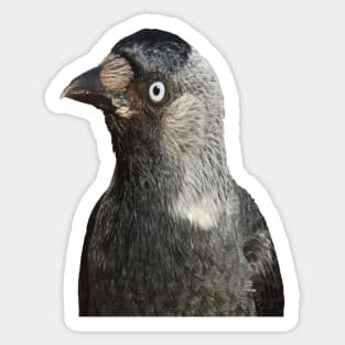 Side Profile Of A Beady Eyed Jackdaw Cut Out Sticker